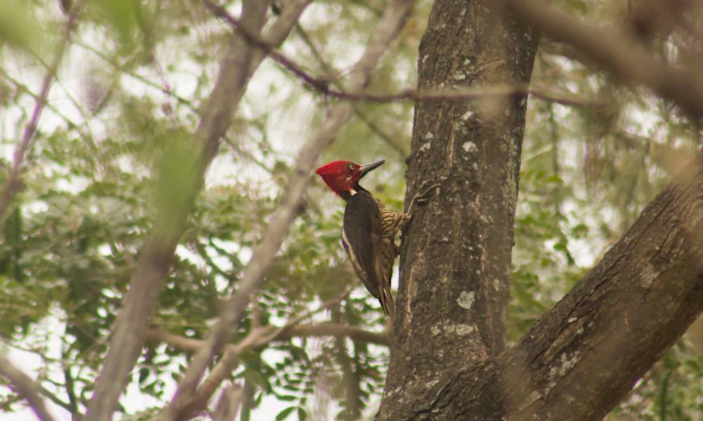 Guayaquil Woodpecker (Cerro Blanco and Churute)