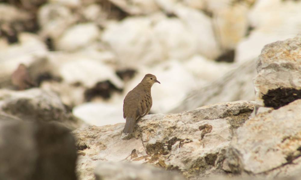Ecuadorian Ground-dove (Cerro Blanco, Churute, Salinas)