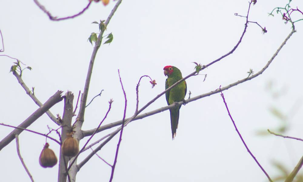 Red-masked Parakeet (Cerro Blanco, Salinas)