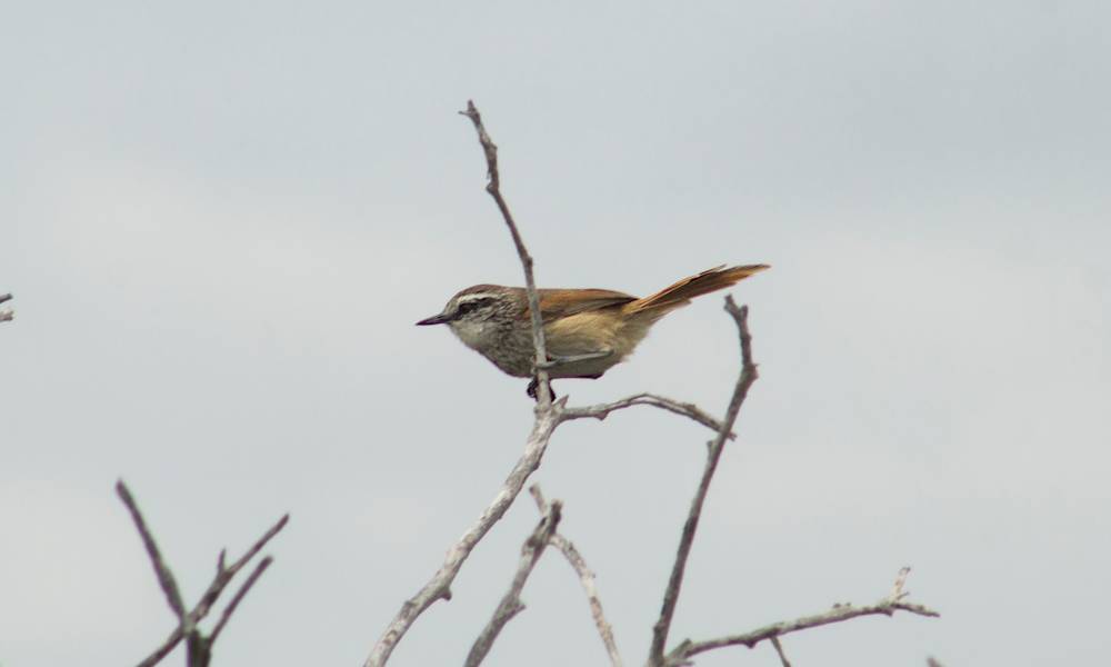 Necklaced Spinetail (Salinas)