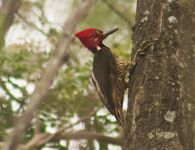 Guayaquil Woodpecker (Cerro Blanco, Churute)