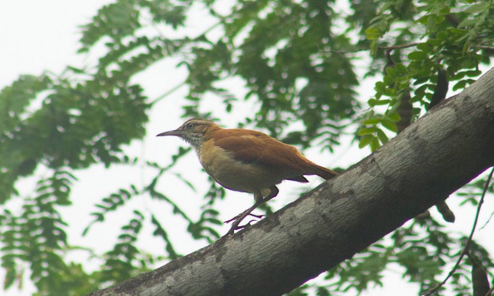 Pacific Hornero (Cerro Blanco, Churute)