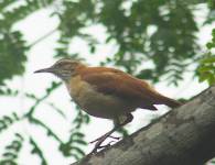 Pacific Hornero (Cerro Blanco, Churute)