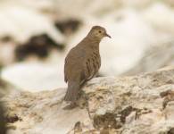 Ecuadorian Ground-dove (Cerro Blanco, Churute, Salinas)