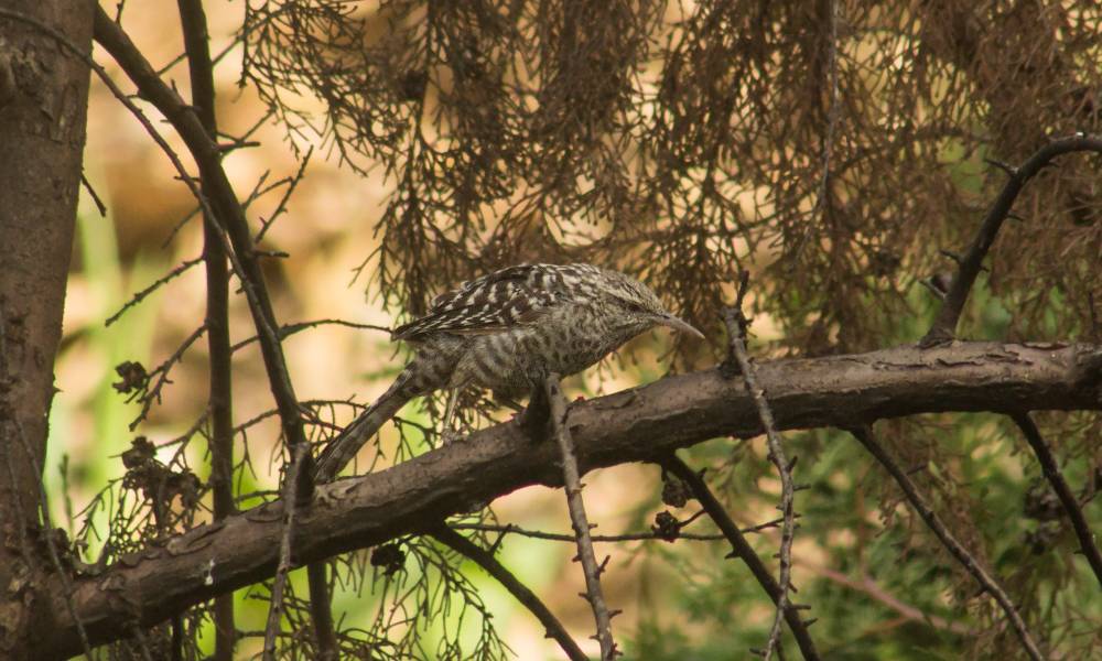 Fasciated Wren (Cerro Blanco, Salinas)