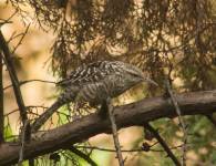 Fasciated Wren (Cerro Blanco, Salinas)