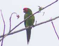 Red-masked Parakeet (Cerro Blanco, Salinas)