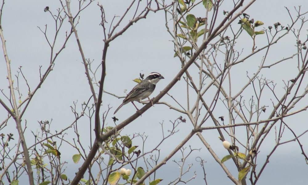 Collared Warbling-Finch (Salinas)