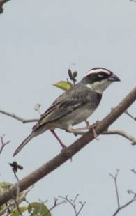 Bird Touring